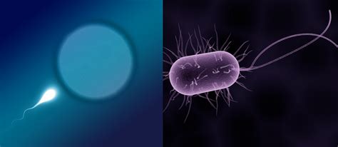 Flagella: Function And Definition - Science Trends