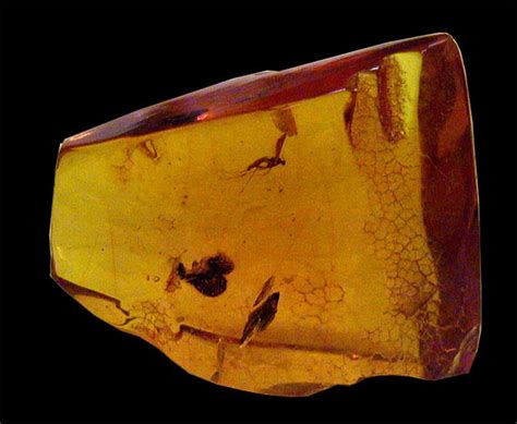 Amber Fossils, Fossil insects, Arachnids, Reptiles, Amphibians