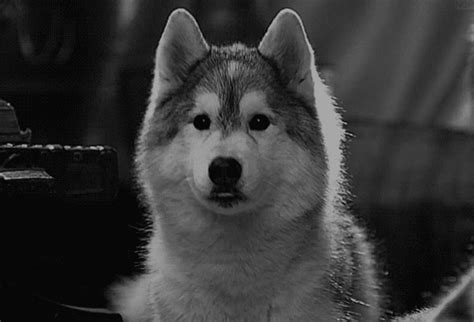 black and white husky siberiano gif | WiffleGif