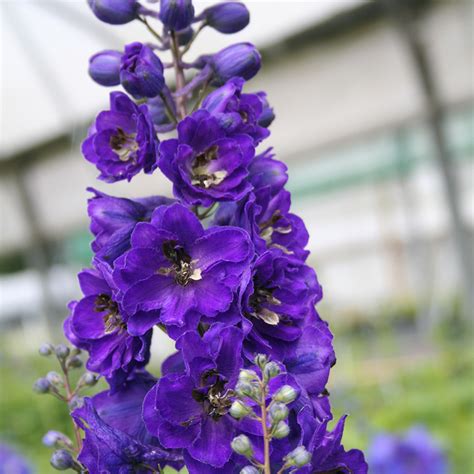 Delphinium Black Knight