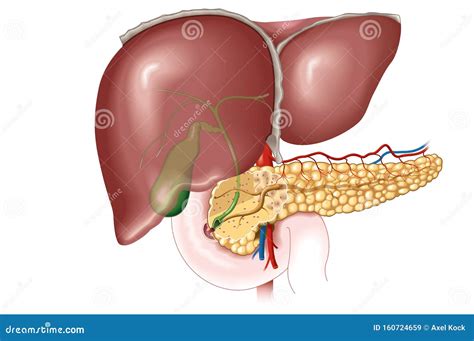 Liver, Gallbladder and Pancreas, Labeled, Anatomical Illustration Stock ...