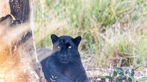 Big cats ‘spotted’ around Bundy | The Courier Mail