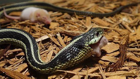 |Live Feeding| Garter Snake Ingests A Smorgasbord Of Mice! - YouTube