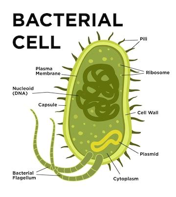 Premium Vector | Bacterial cell anatomy in flat style labeling structures on a bacillus cell ...