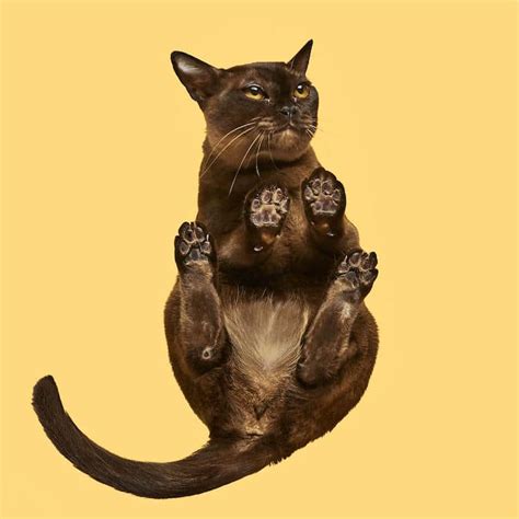 Photographer Reveals What Cats Look Like From Below