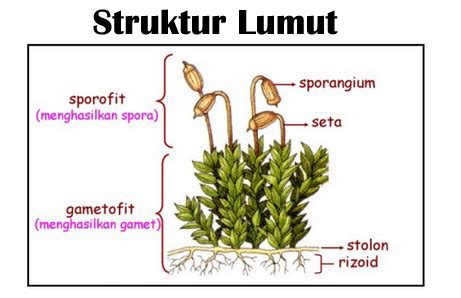 Gambar Lumut Hati Beserta Keterangannya – bintangutama69.github.io