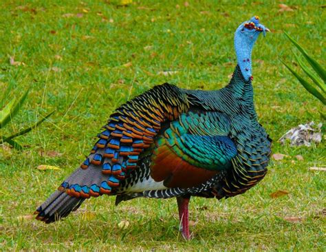 Ocellated Turkey (Meleagris ocellata); a relatively large bird. The ...