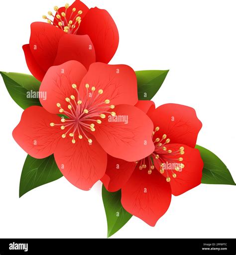 Japonica japanese quince Stock Vector Images - Alamy