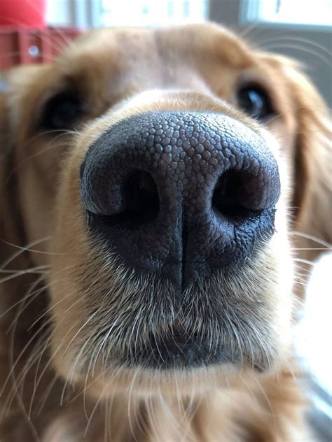 Dog noses are so cute | Dog heaven, Dog nose, Beautiful dogs