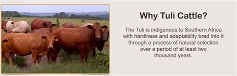 Tuli cattle - Alchetron, The Free Social Encyclopedia