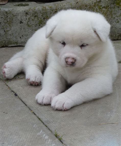 40 Awesome white akita puppy images | Akita puppies, Puppies, Puppy images