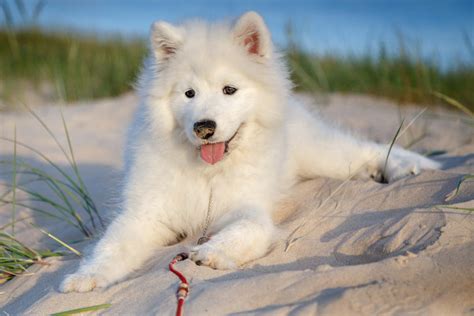 Samoyed Shedding • helloBARK!