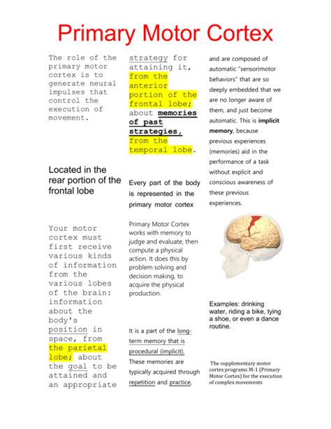 primary motor cortex research