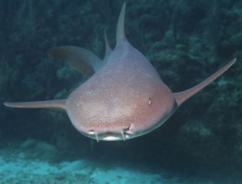 Nurse Shark Facts | Nurse Shark Diet & Habitat | Nurse shark, Shark ...