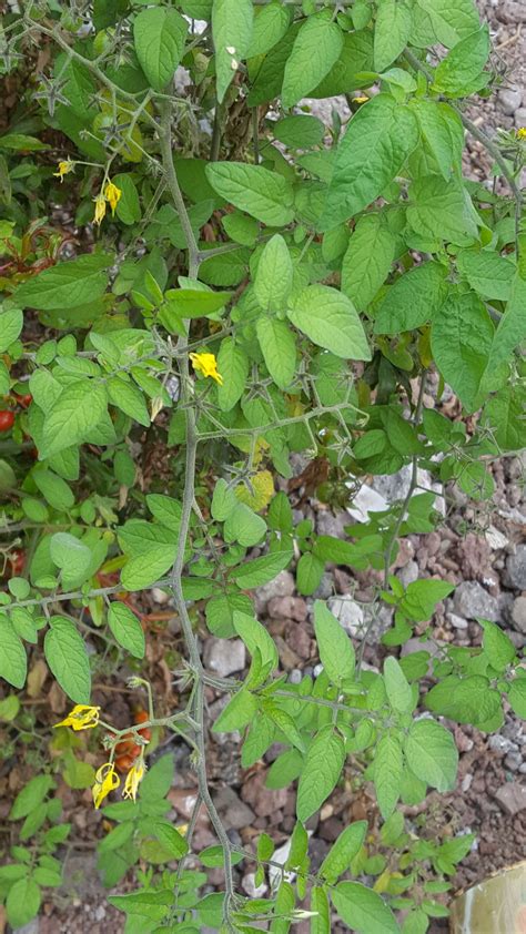 Solanum lycopersicum L. | Plants of the World Online | Kew Science