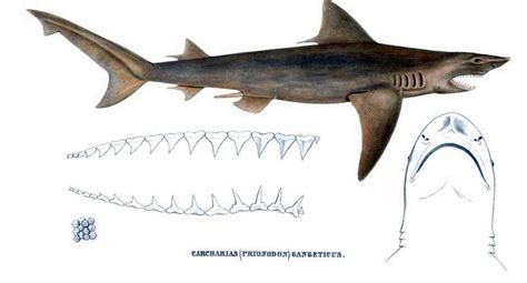 The Ganges shark: a critically endangered species