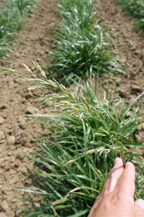 Tall Fescue – Forage U-Pick