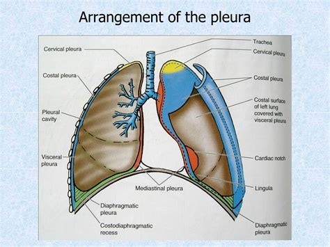 PPT - Chest wall, thoracic cavity and pleura PowerPoint Presentation, free download - ID:5301975