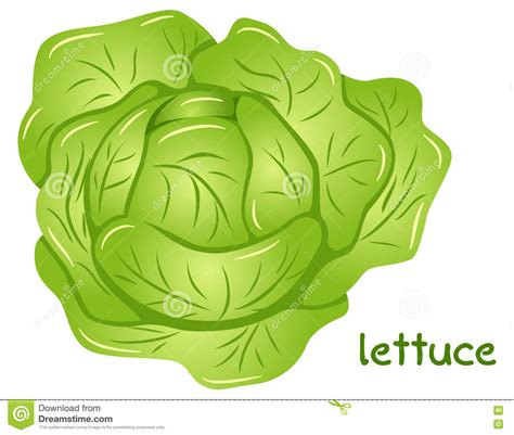 Head of lettuce clipart 20 free Cliparts | Download images on Clipground 2023