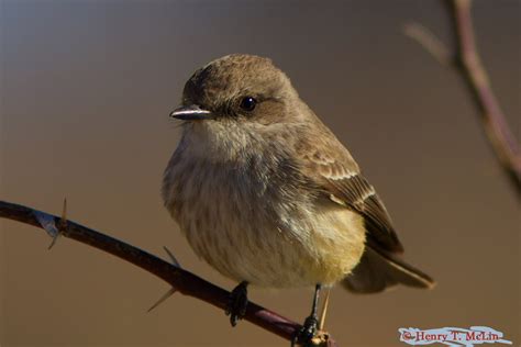 Vermilion Flycatcher | Audubon Field Guide