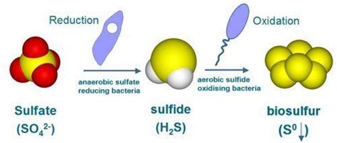 Sulfate reducing bacteria - Alchetron, the free social encyclopedia