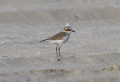 Kentish Plover at Salalah IMG_8432 | Kentish Plover (Charadr… | Flickr