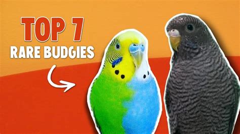 Blackface Budgie / Budgie Colour Types Varieties And Types Budgies ...