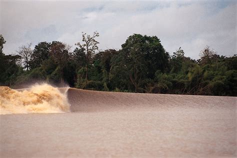 The Death of the First Pororoca in Northern Brazil • Surfing Life