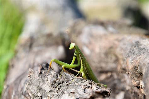 Mantis religiosa - Características, dónde vive y alimentación