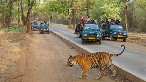 Experience the Best Indian Wildlife Safaris Tours | Antilog Vacations Travel Blog