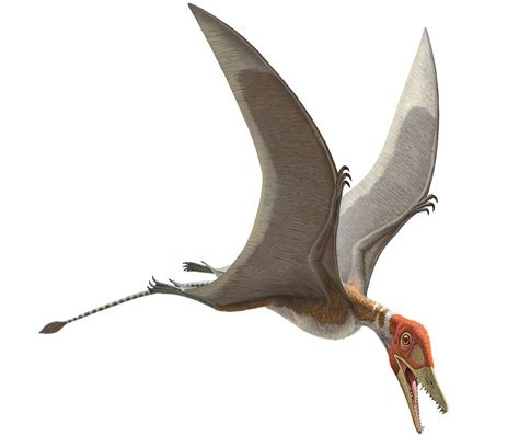 One of the oldest known pterosaurs, Preondactylus buffarinii lived around 220 million years ago ...