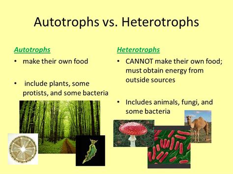 Autotrophs And Heterotrophs Worksheet