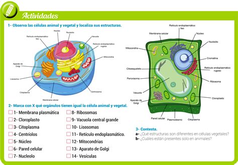 Diferencias De La Celula Animal Y Vegetal Cuadro Esta Diferencia | Images and Photos finder