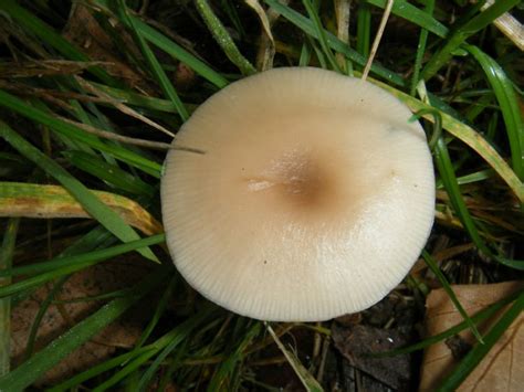 Clitocybe fragrans - Alchetron, The Free Social Encyclopedia