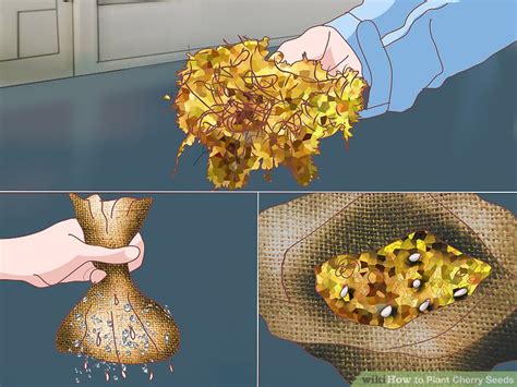 How to Plant Cherry Seeds (with Pictures) - wikiHow