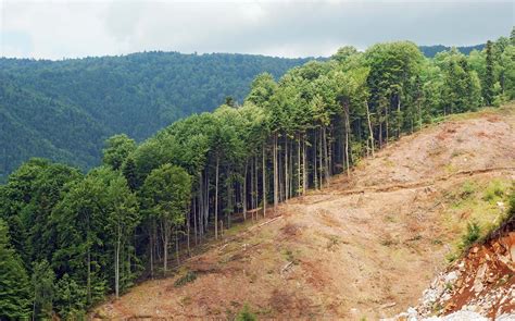 Deforestation | Definition, History, Consequences, & Facts | Britannica