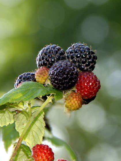 Raspberries - Raspberry Varieties