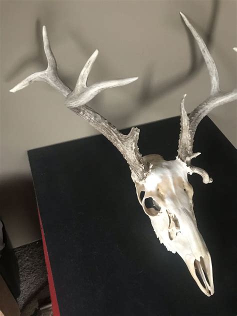 Non Typical Whitetail Skull for Sale in Wichita, KS - OfferUp