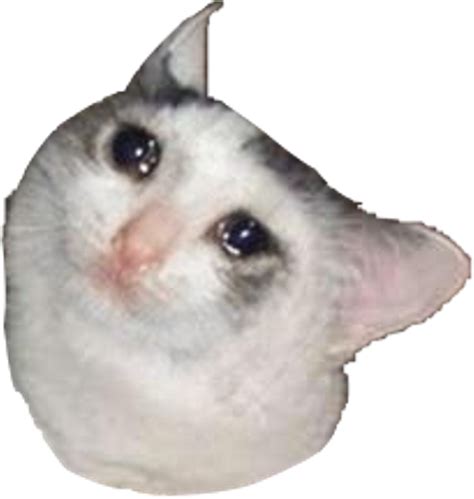 Crying Cat Memes Png Hd Png Mart | Images and Photos finder