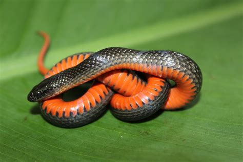 Black Swampsnake – Florida Snake ID Guide