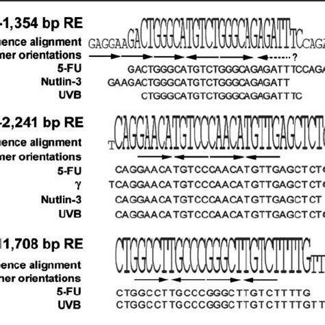 p21 gene map. Locations of all known p53 response elements ( RE ) and... | Download Scientific ...