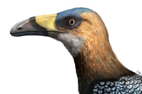 Tiny toucan-like bird with a single tooth flew during the dinosaur era | New Scientist