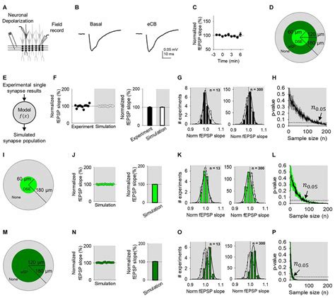 Frontiers | Synapse-Specific Regulation Revealed at Single Synapses Is ...