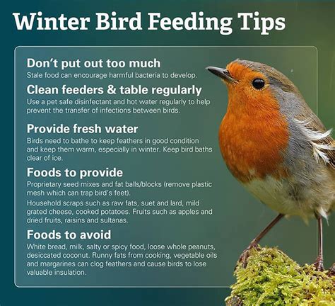 7 TIPS FOR SUCCESSFUL WINTER BIRD FEEDING