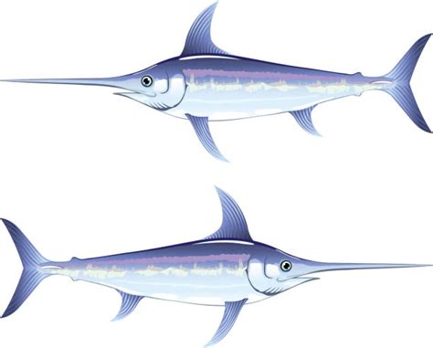 Swordfish Illustrations, Royalty-Free Vector Graphics & Clip Art - iStock