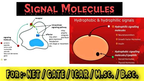 Signal molecules || Types of signaling molecules || Cell signaling - YouTube