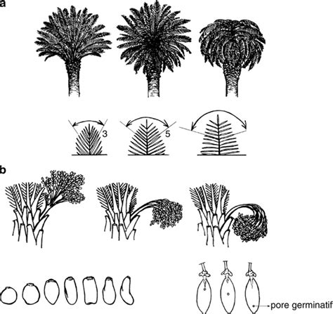 4 Examples of morphological characters demonstrated in the descriptor... | Download Scientific ...