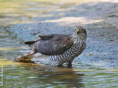 Eurasian Sparrowhawk | KuwaitBirds.org