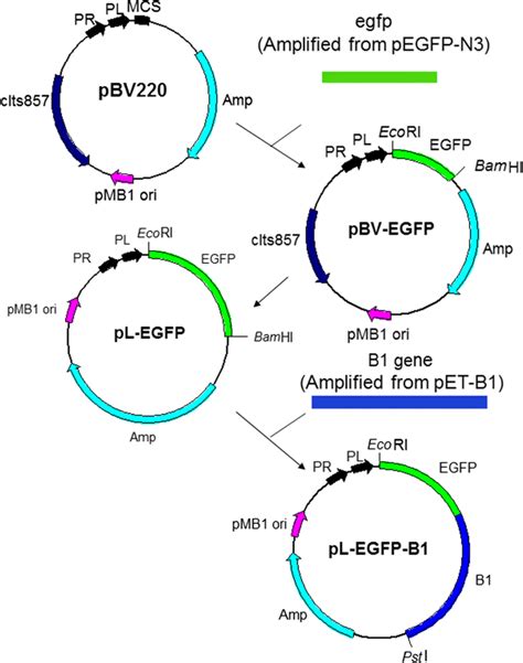 Construction map of the recombinant plasmid. Construction map of the... | Download Scientific ...