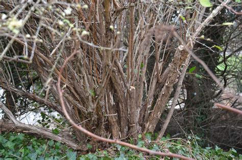 Fragrant Honeysuckle Is Long-Lived Heirloom Shrub | What Grows There ...